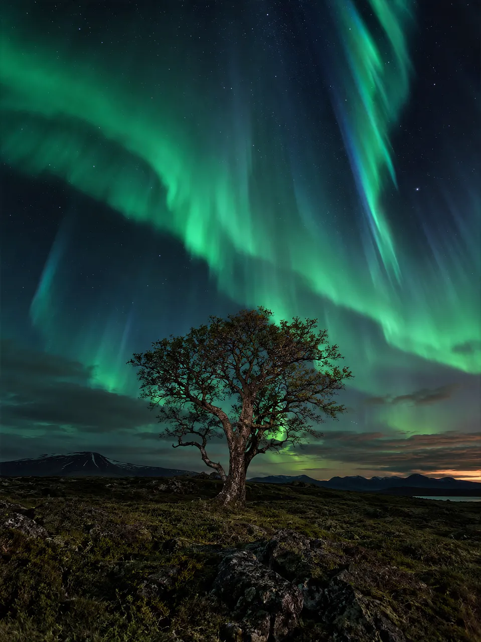 Breathtaking Aurora Borealis Dances Above a Solitary Tree