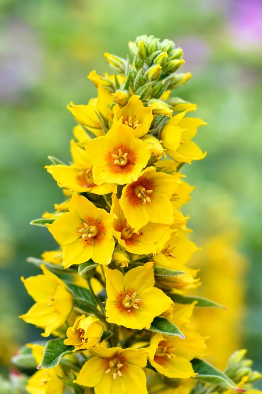 Vibrant Yellow Loosestrife: Summer Garden Macro