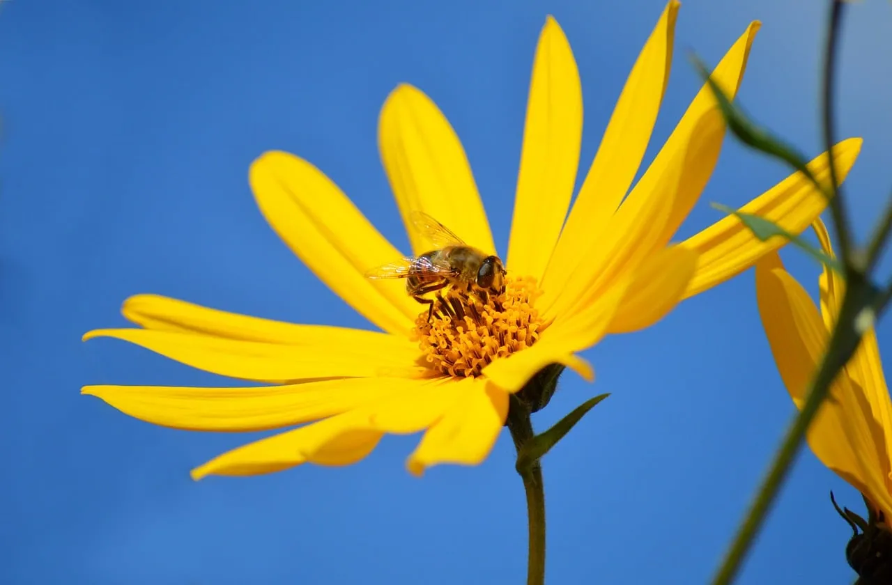 Vibrant Yellow Jerusalem Artichoke Blooms with Busy Bee