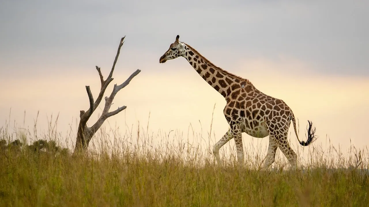 Majestic Giraffe Roaming African Savanna at Sunset
