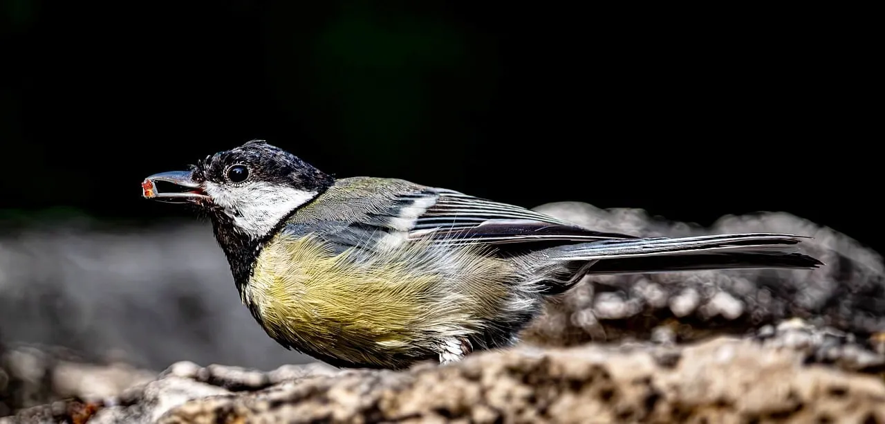 Vibrant Titmouse Feeding in Nature's Embrace