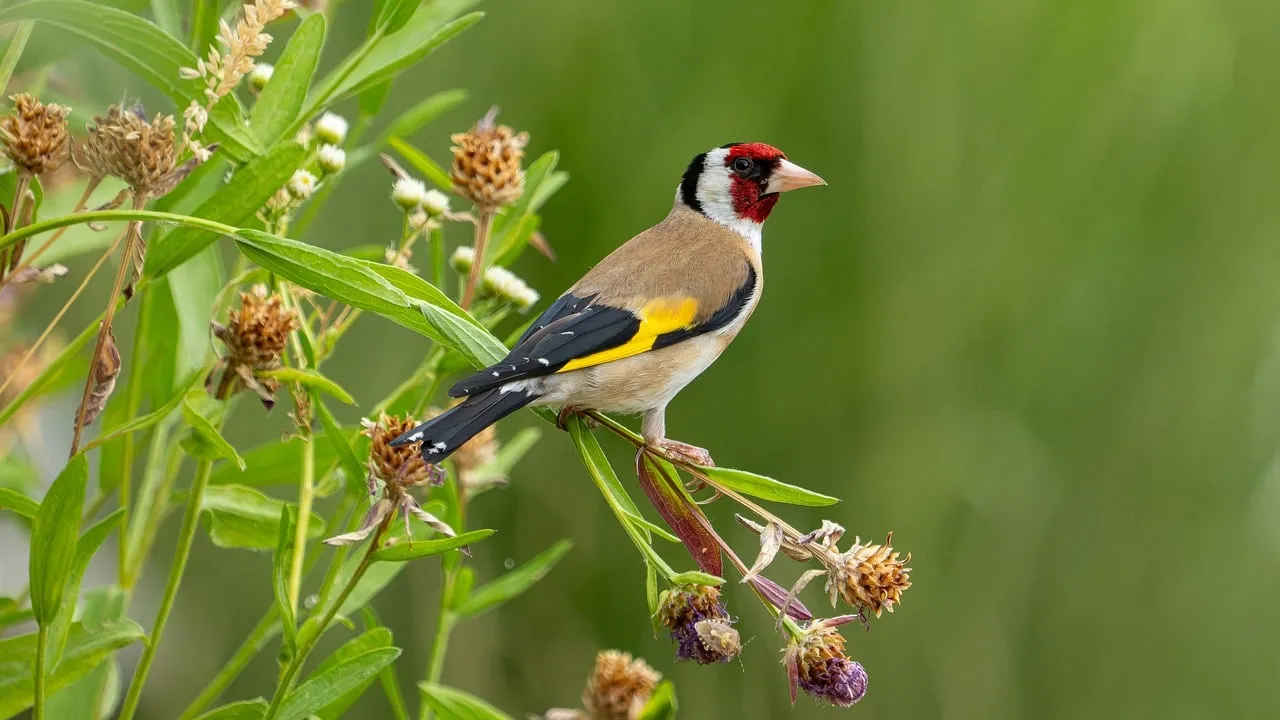 Vibrant Goldfinch Perched in Lush Summer Greenery