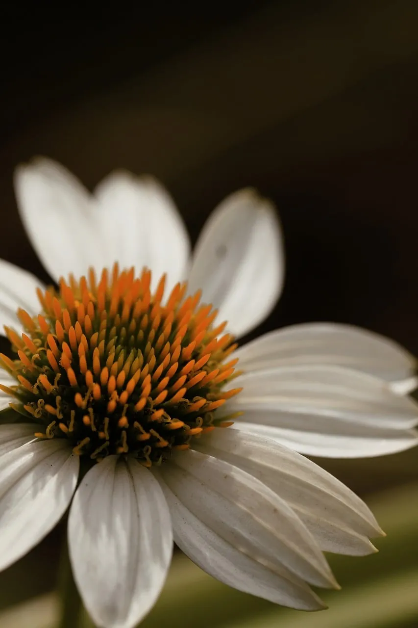 Stunning White Echinacea Macro: Nature's Intricate Beauty Up Close