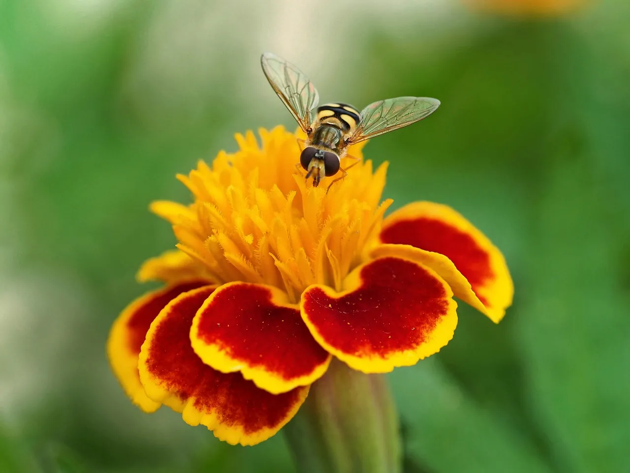 Vibrant Hover Fly Pollinating a Blooming Marigold