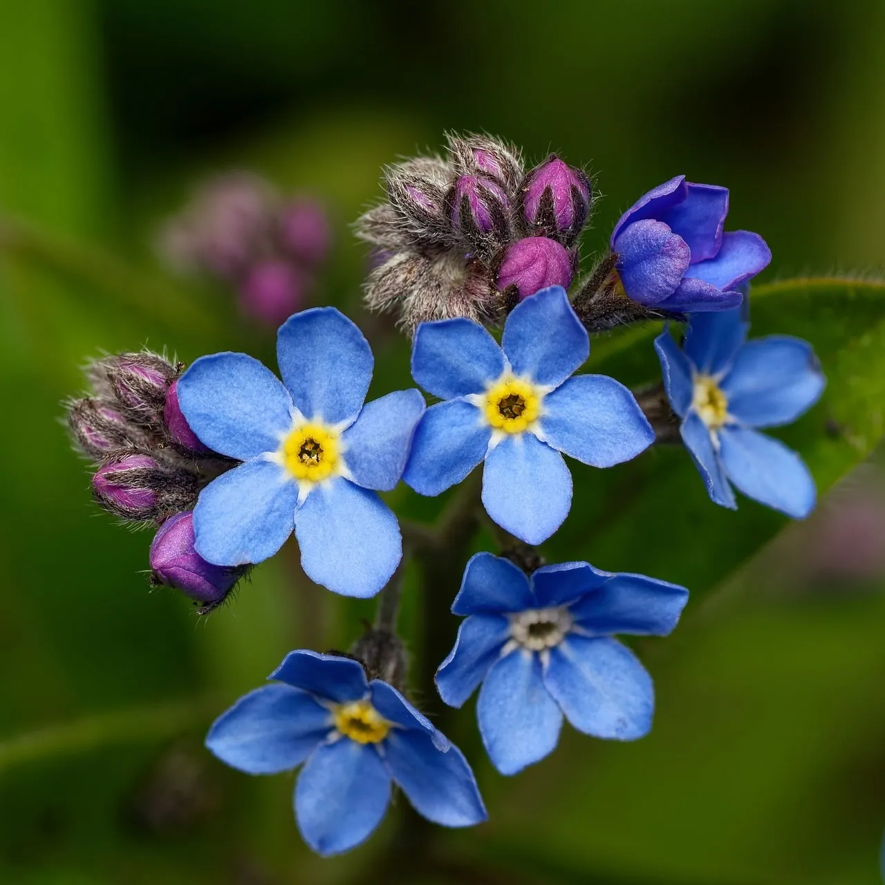 Vibrant Blue Forget-Me-Nots: A Springtime Macro Delight