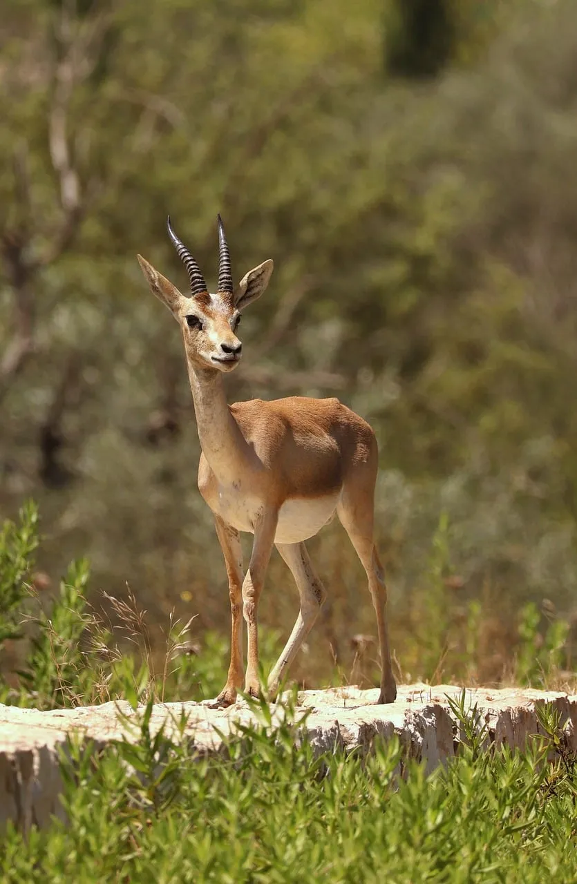 Majestic Gazelle Portrait: Wildlife in Summer Sunlight