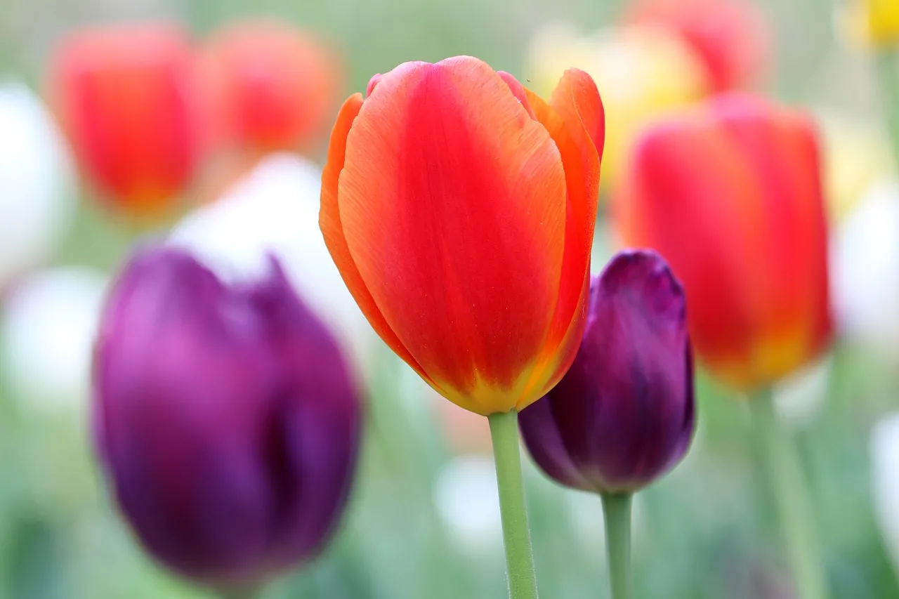 Vibrant Spring Tulips: A Macro Delight