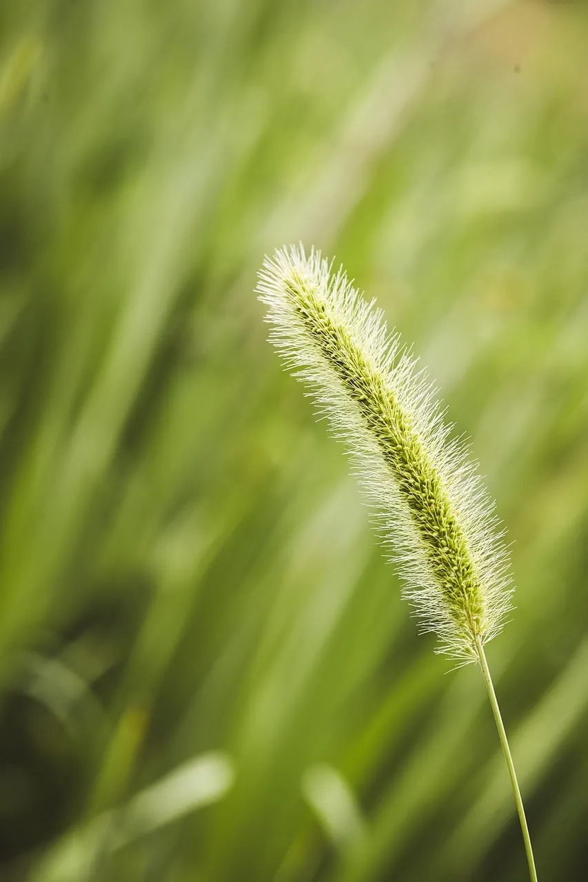 Vibrant Green Foxtail: Nature's Delicate Beauty in Spring