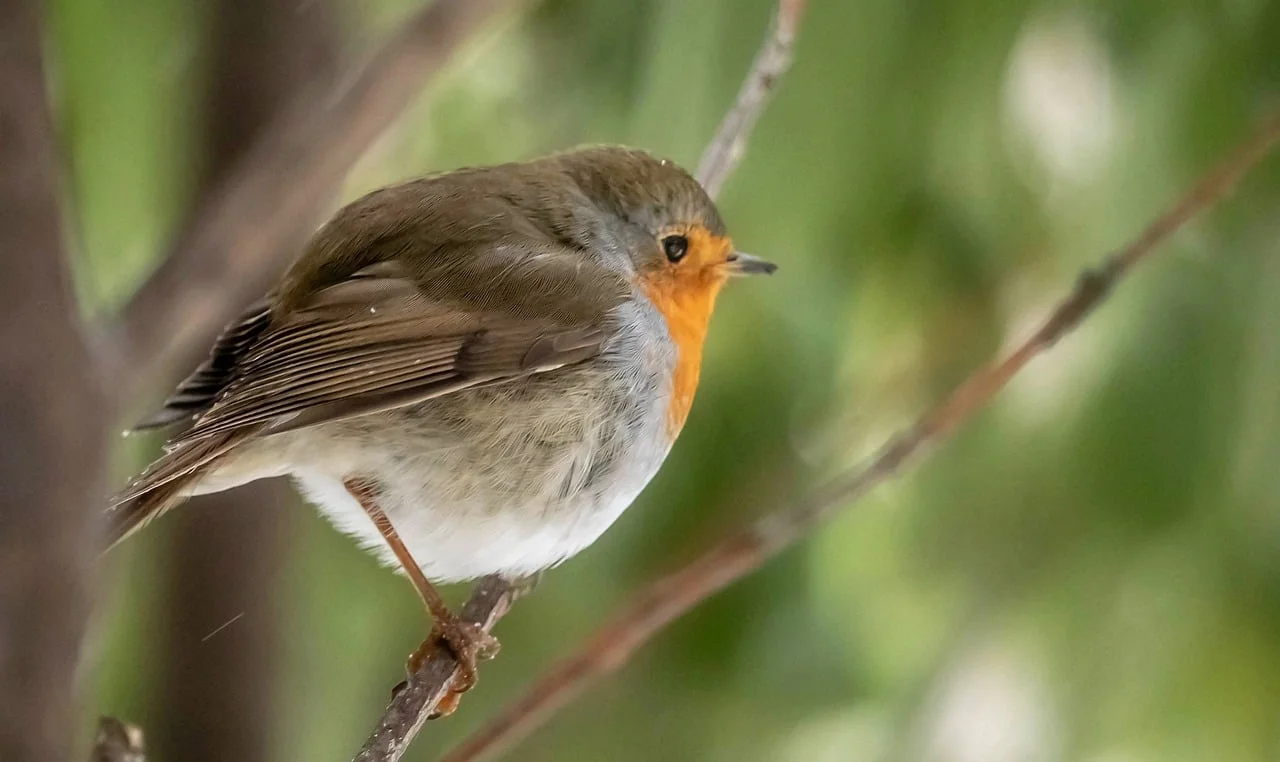 Vibrant Robin Perched on Branch: Nature's Close-up Beauty