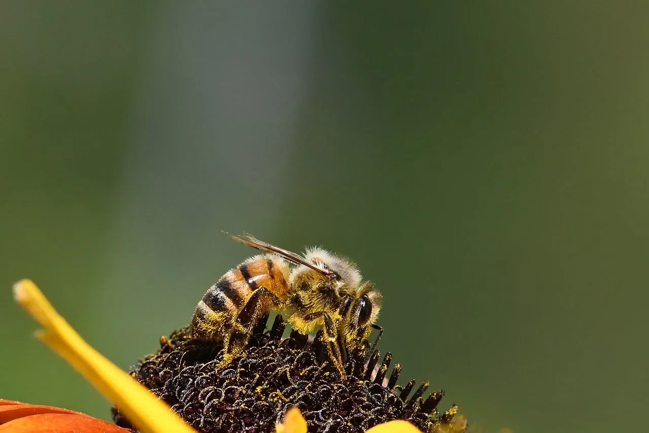 Vibrant Macro: Busy Bee Pollinating Coneflower