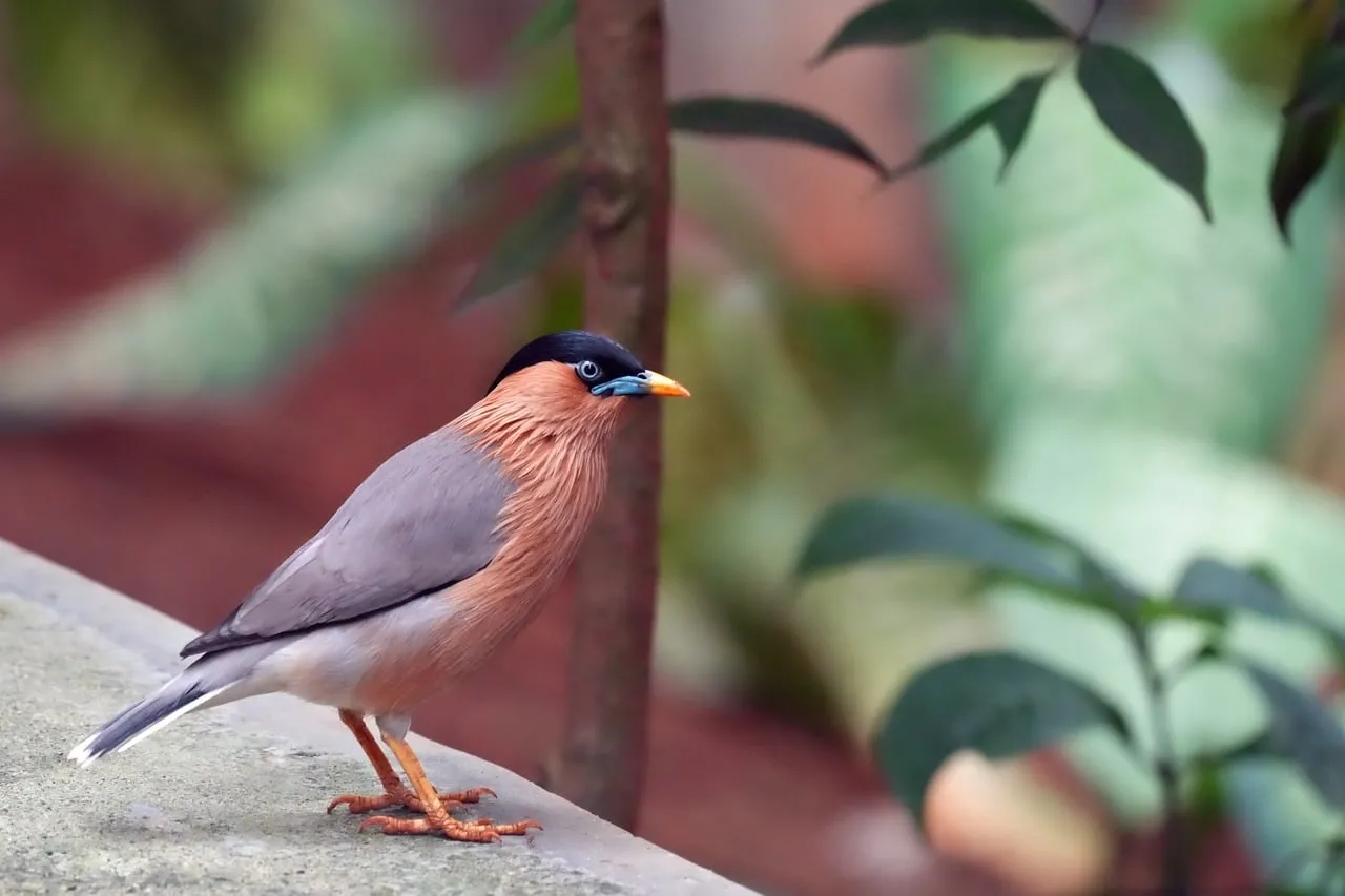 Vibrant Brahminy Starling: A Glimpse of Garden Wildlife