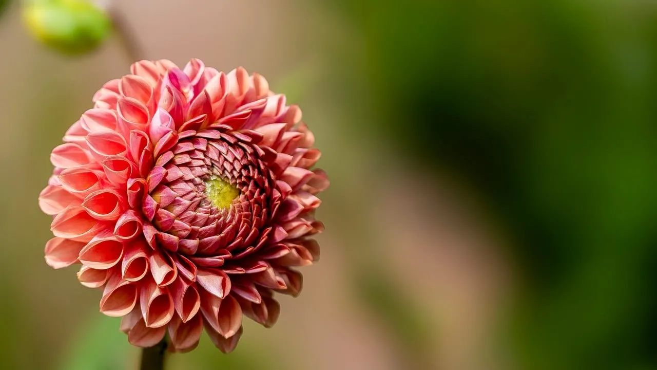 Stunning Pinnate Dahlia: Nature's Intricate Beauty Wallpaper