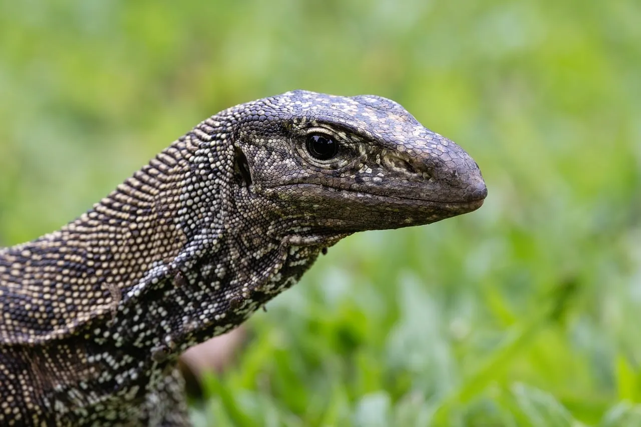 Intricate Scales: Close-up of a Wild Lizard in Nature