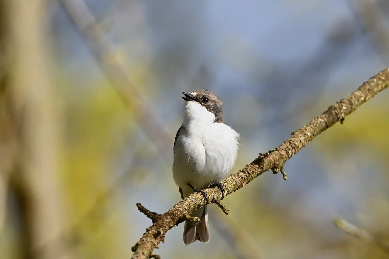 Charming Pied Flycatcher Perched in Spring Morning Light