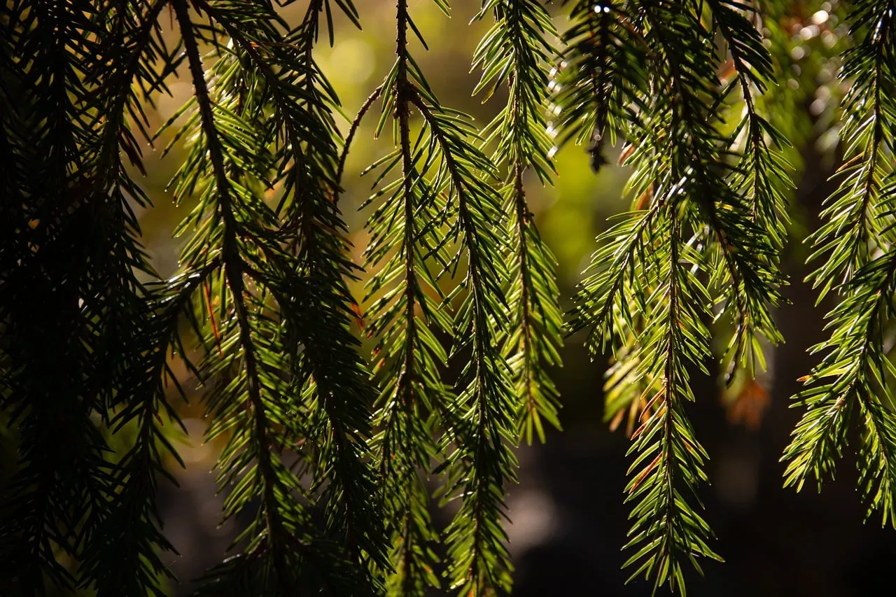 Breathtaking Sunlight Through Pine Needles: Nature's Serene Embrace
