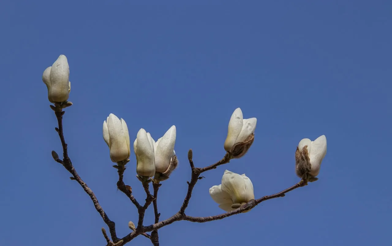 Stunning White Magnolia Buds Against a Clear Blue Sky