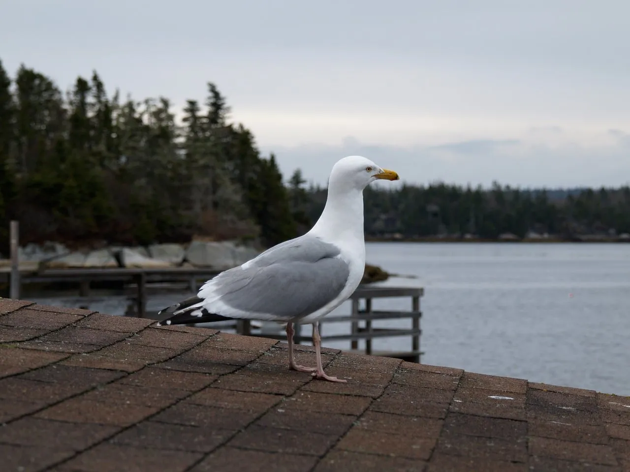 Majestic Seagull Perched on Rooftop Overlooking Coastal Waters