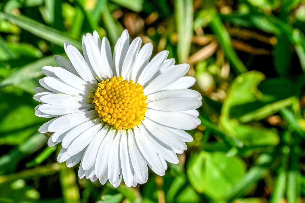 Vibrant Daisy Macro: Purity and Beauty in Spring Garden