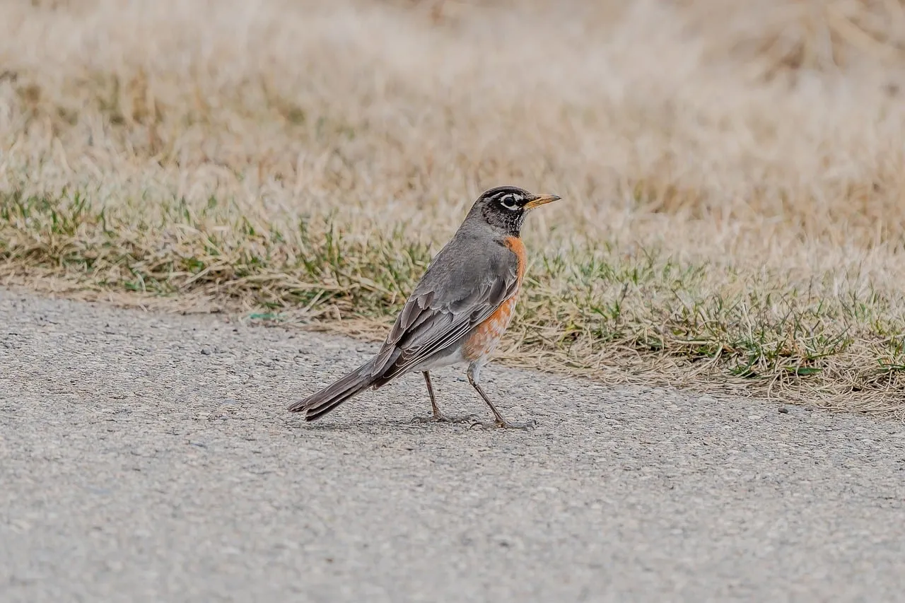 Vibrant American Robin Foraging on a Winter Path