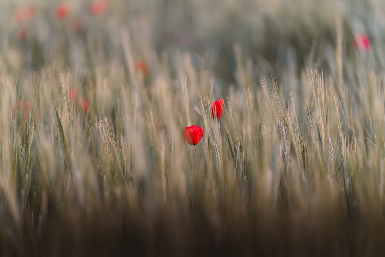 Vibrant Poppy Amidst Golden Wheat Field 4K