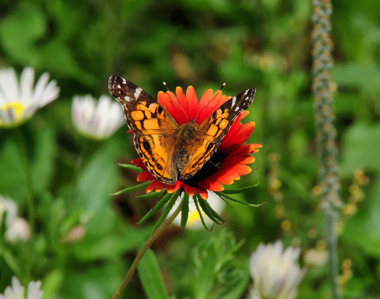 Vibrant Butterfly on Fiery Blanket Flower