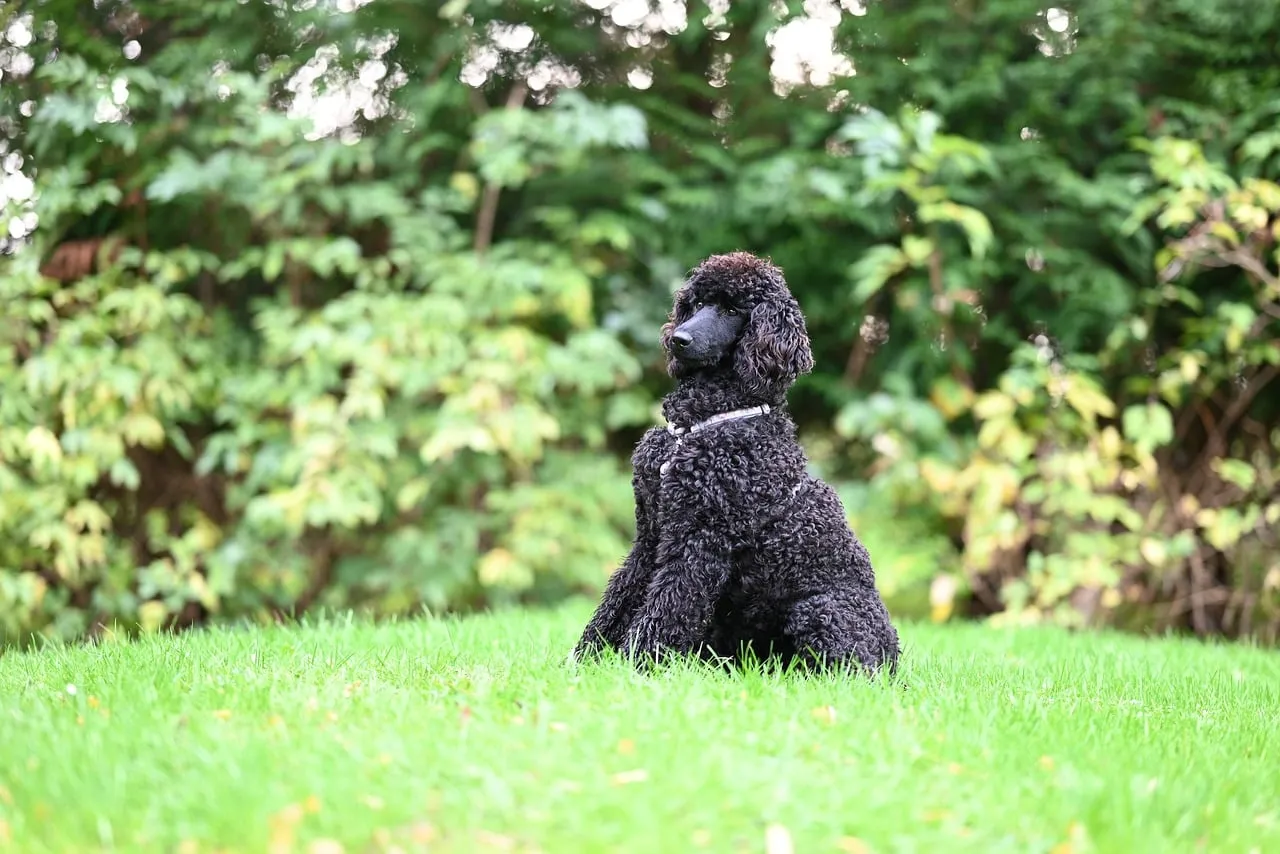 Majestic Black Poodle: Royal Canine in Nature's Embrace
