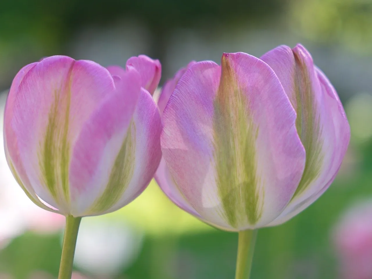 Stunning Pink Tulips: A Close-up of Spring's Delicate Beauty