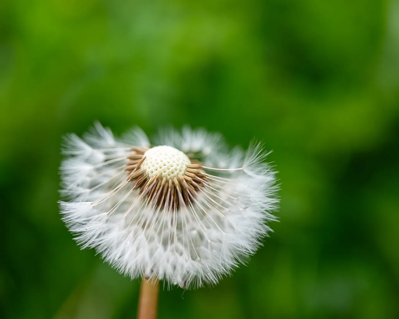 Fragile Beauty: Dandelion Seeds Against Green