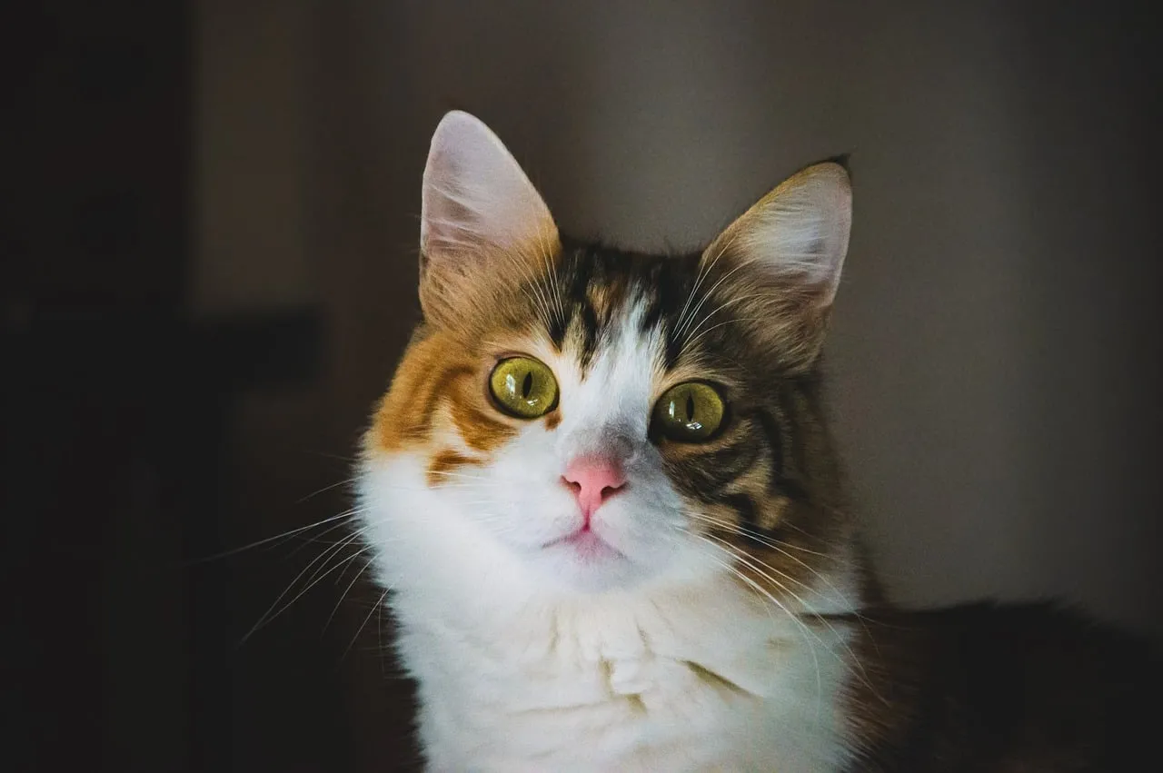 Enchanting Gaze: The Mesmerizing Eyes of a Calico Cat