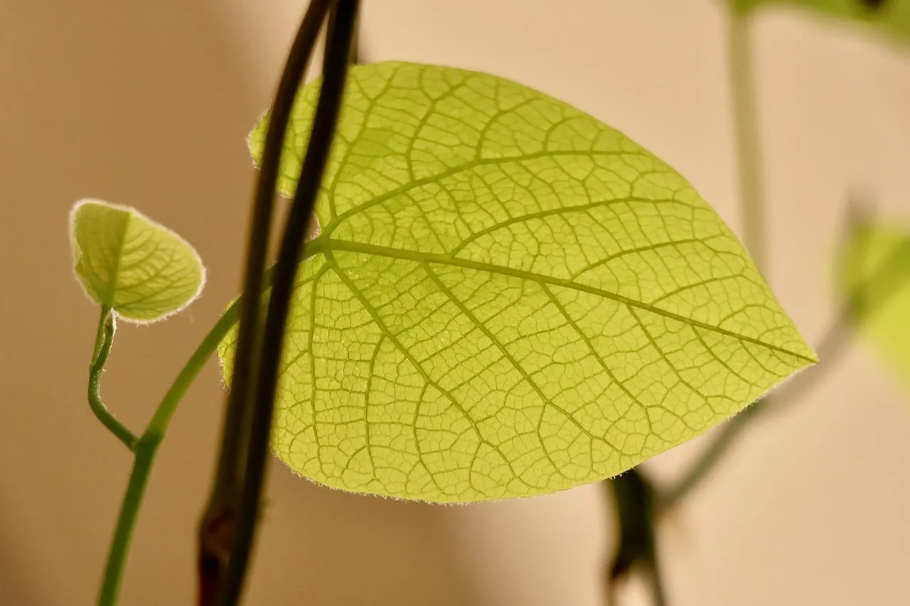 Vibrant Macro: Intricate Leaf Veins Bathed in Light