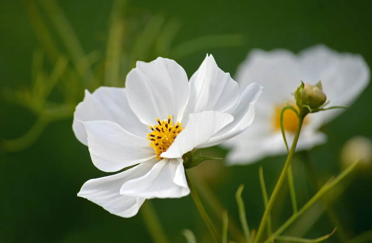 Stunning White Cosmos: A Symphony of Springtime Serenity