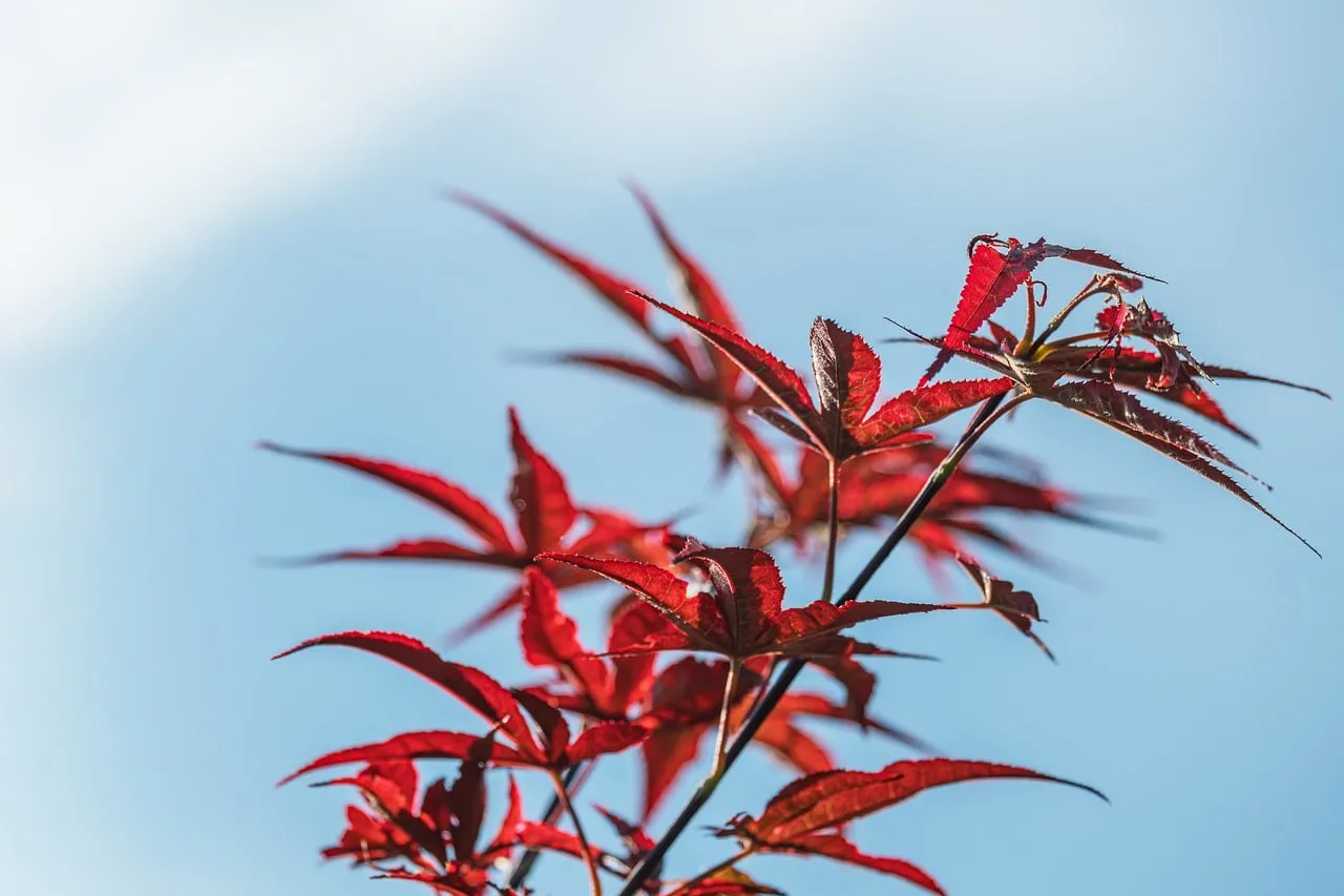 Vibrant Red Maple Leaves Against a Clear Blue Sky