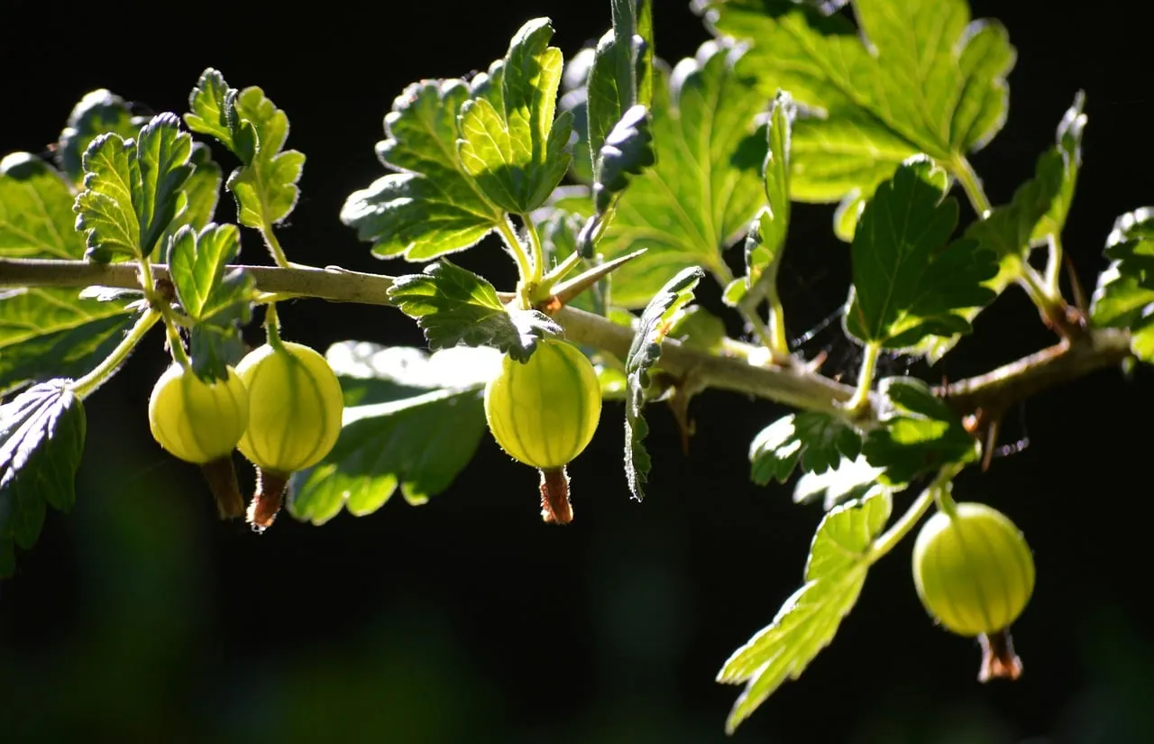 Vibrant Green Gooseberries Bathed in Summer Backlight