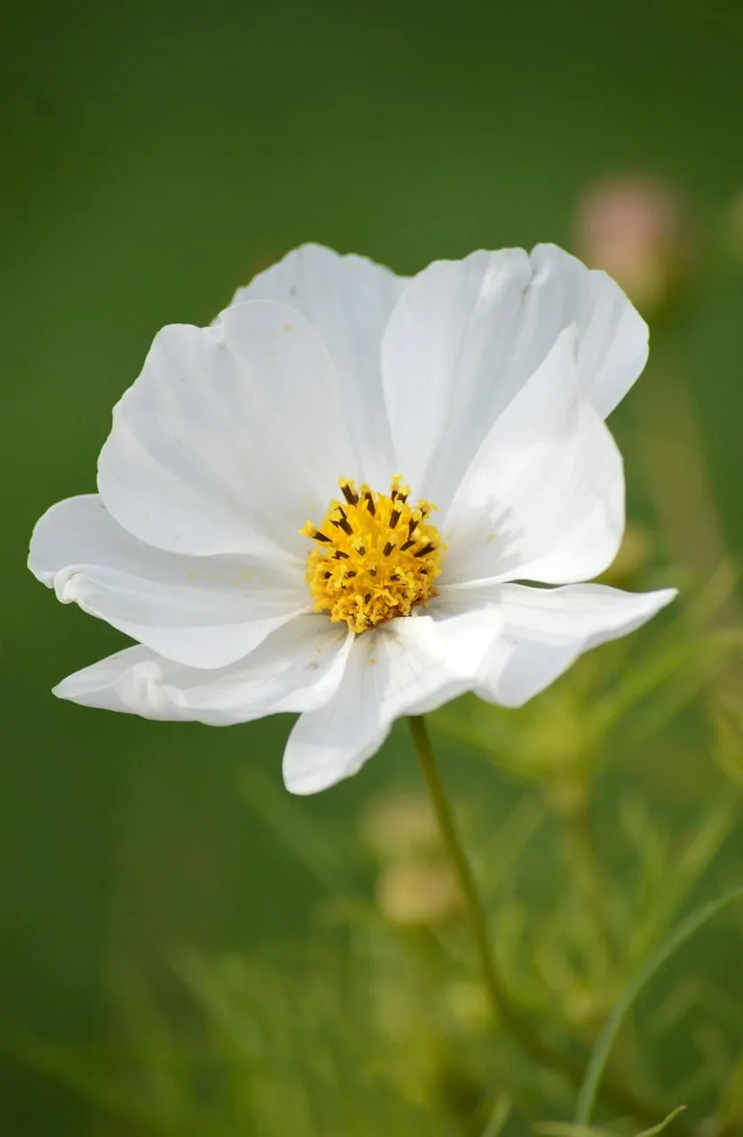 Stunning White Cosmos Bloom: Nature's Pure Summer Delight