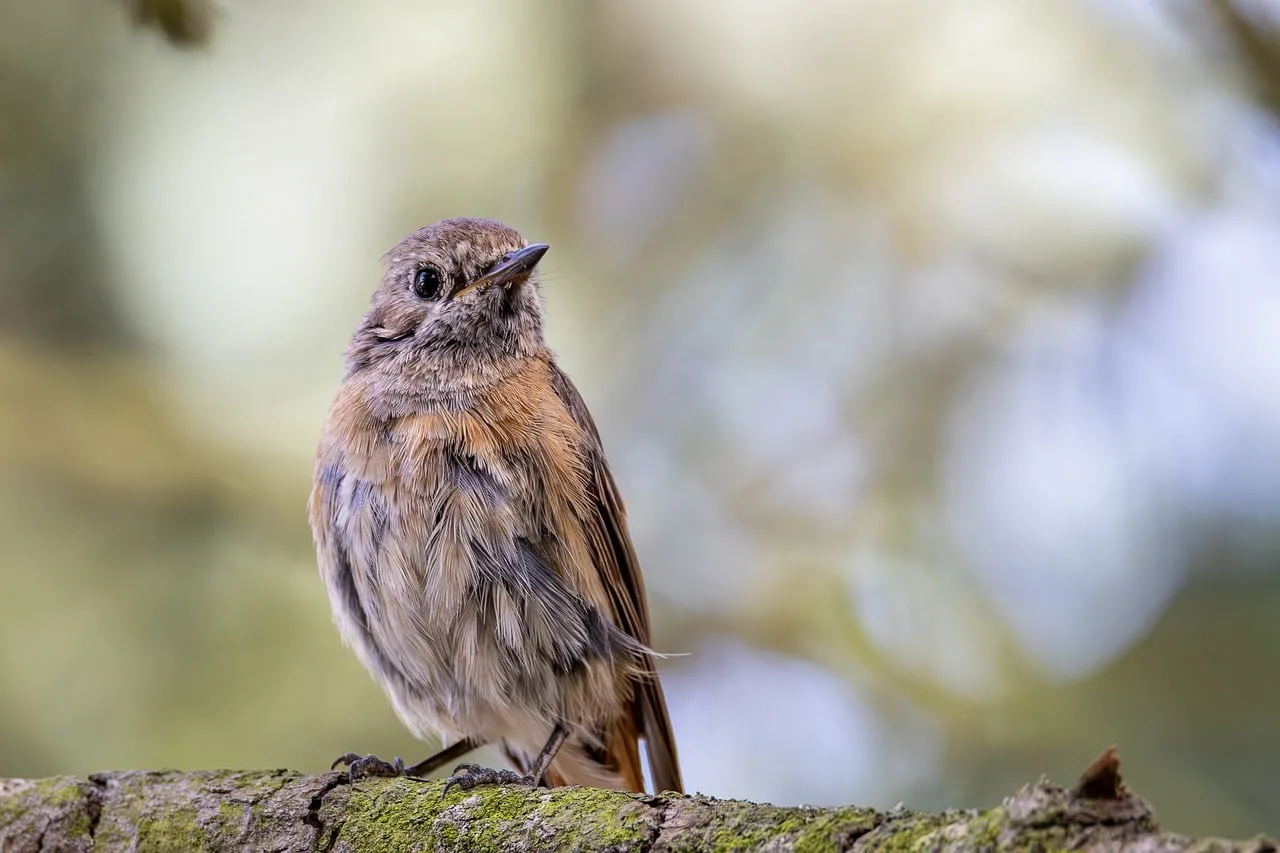 Enchanting Wildlife: A Close-Up of a Small Bird in Nature