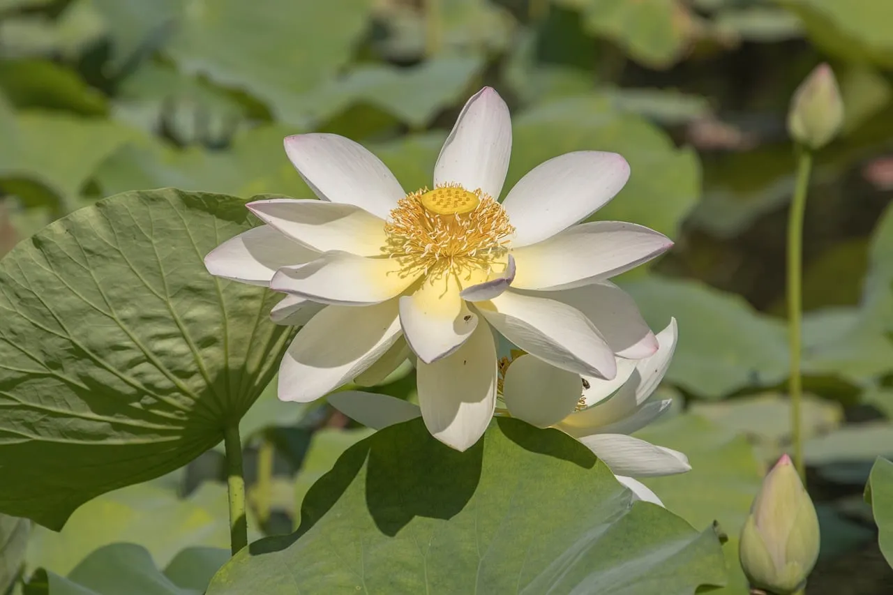 Stunning White Lotus Bloom: Symbol of Purity and Tranquility