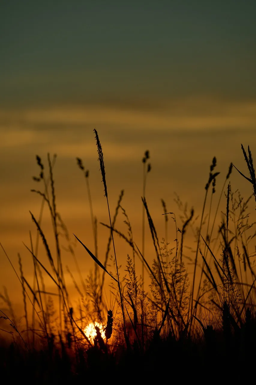 Breathtaking Autumn Sunset: Golden Hour Grass Silhouettes
