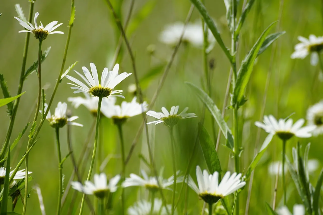 Vibrant Daisy Meadow: Summer's Elegant Wildflower Beauty