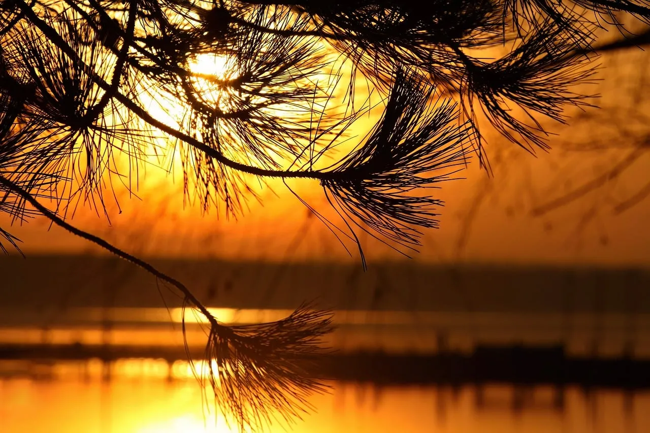 Breathtaking Autumn Sunset: Golden Hour Serenity