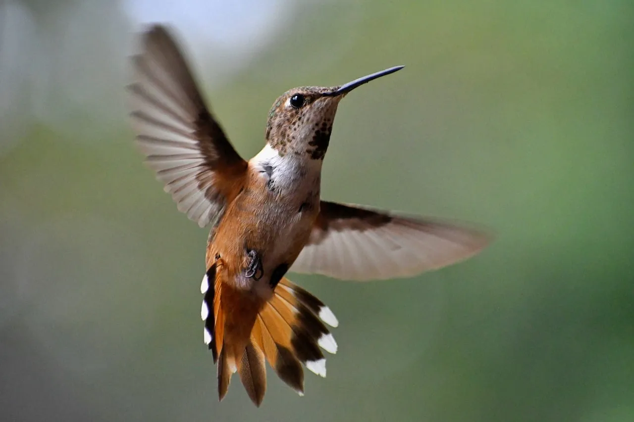 Sun-Kissed Rufous Hummingbird in Dazzling Flight