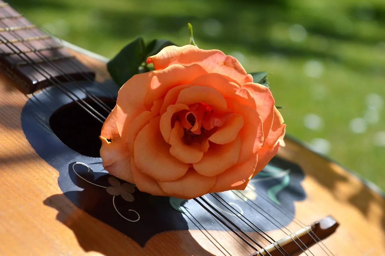 Vibrant Peach Rose on Acoustic Guitar
