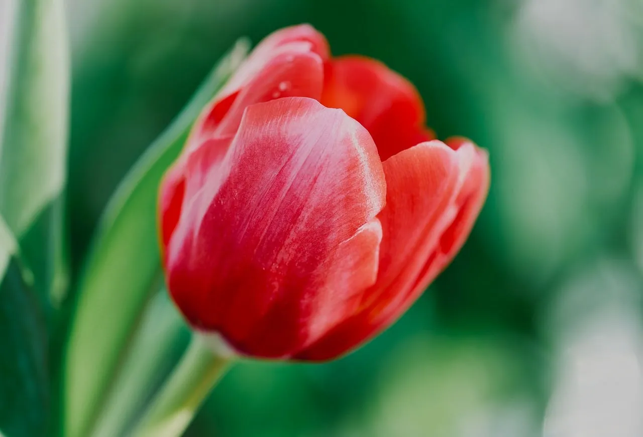 Vibrant Red Tulip: A Springtime Macro Delight