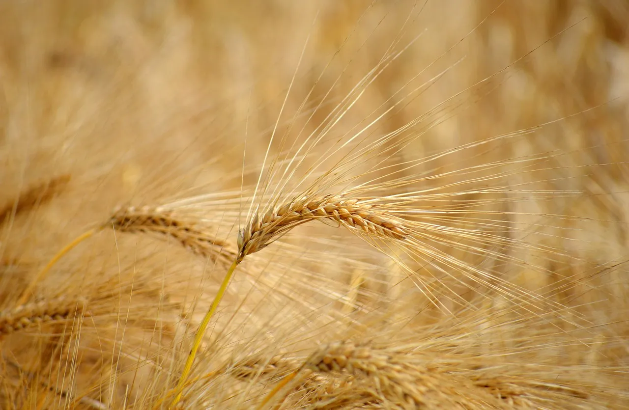 Golden Barley Field: Nature's Bounty in a Cereal Landscape