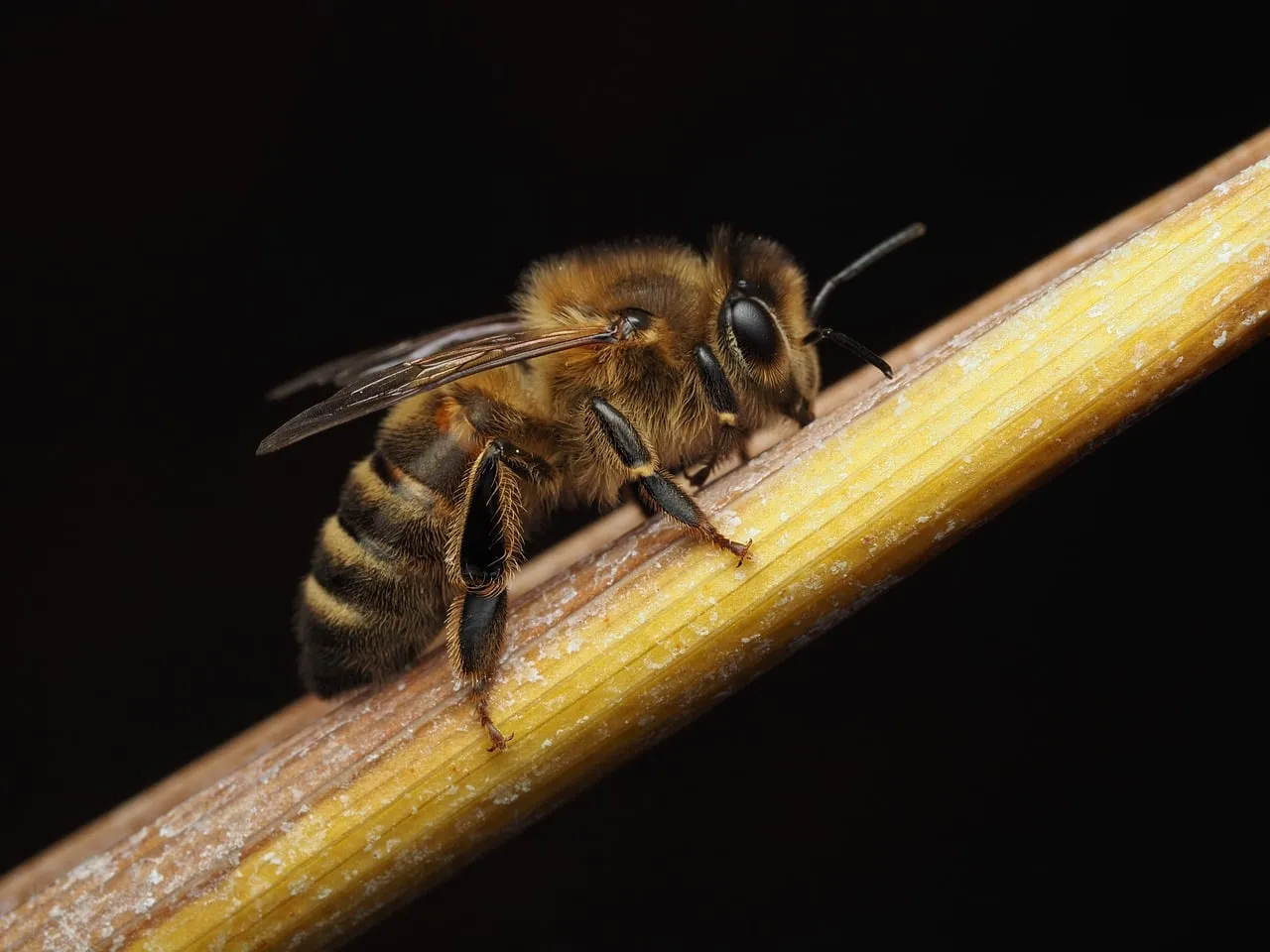 Stunning Macro: Fuzzy Bee on Golden Stalk