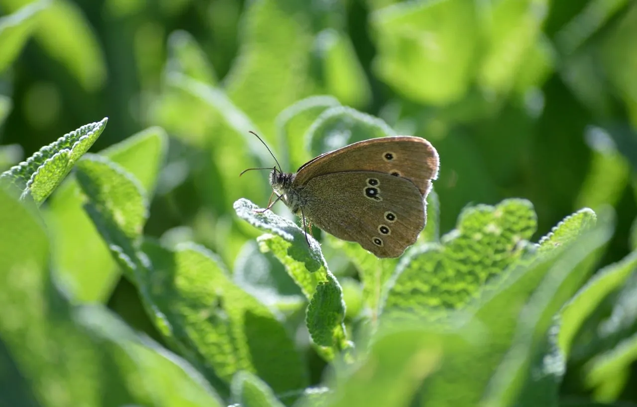 Enchanting Butterfly on Sage: Nature's Delicate Balance