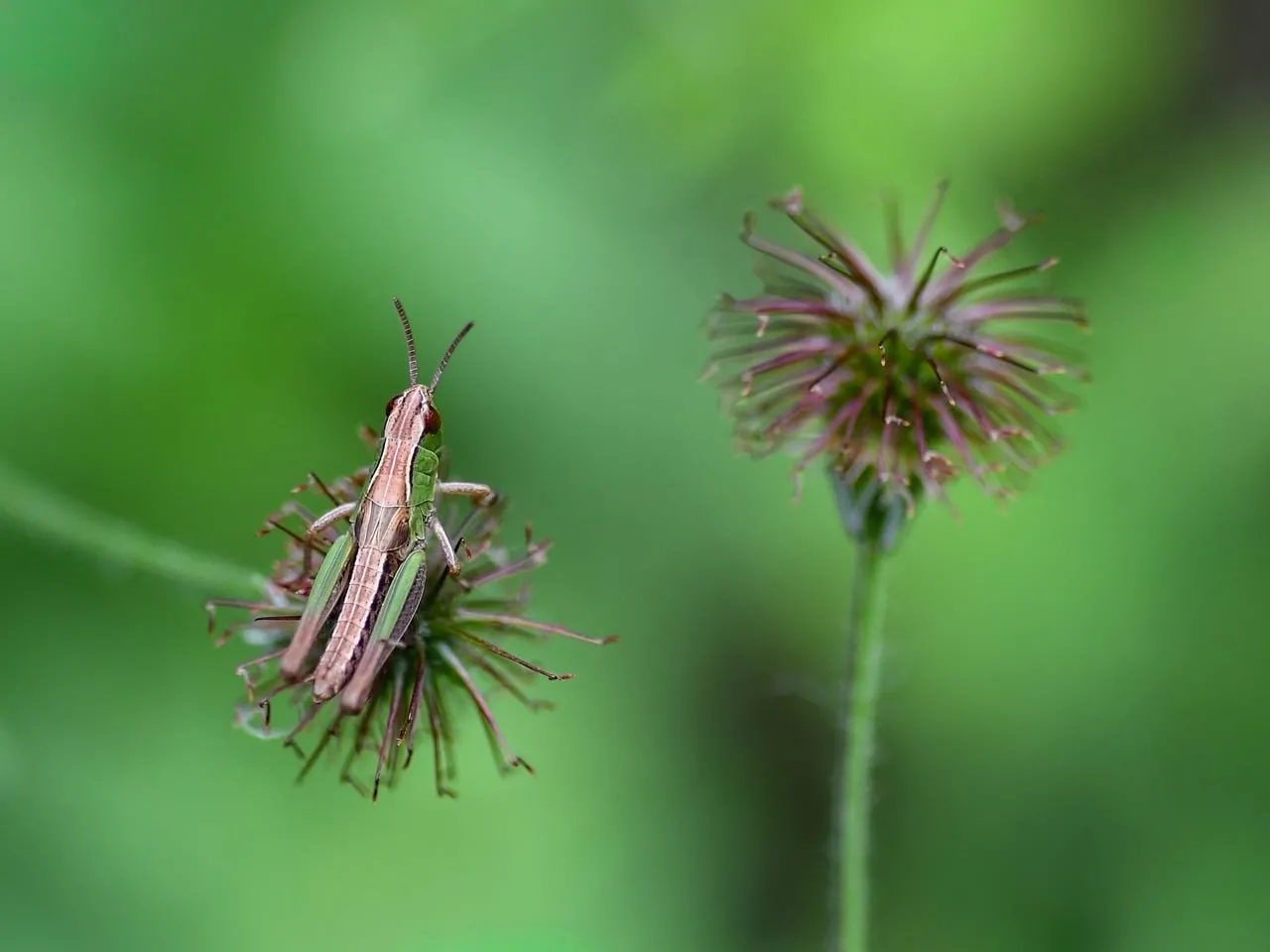Vibrant Macro: Grasshopper Perched on Wildflower