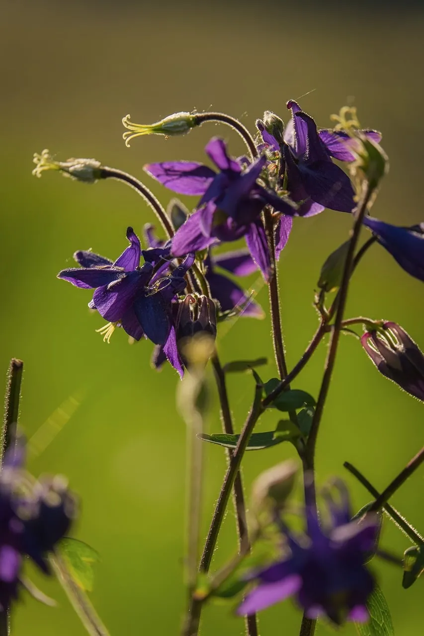 Vibrant Purple Columbine in Golden Sunlight