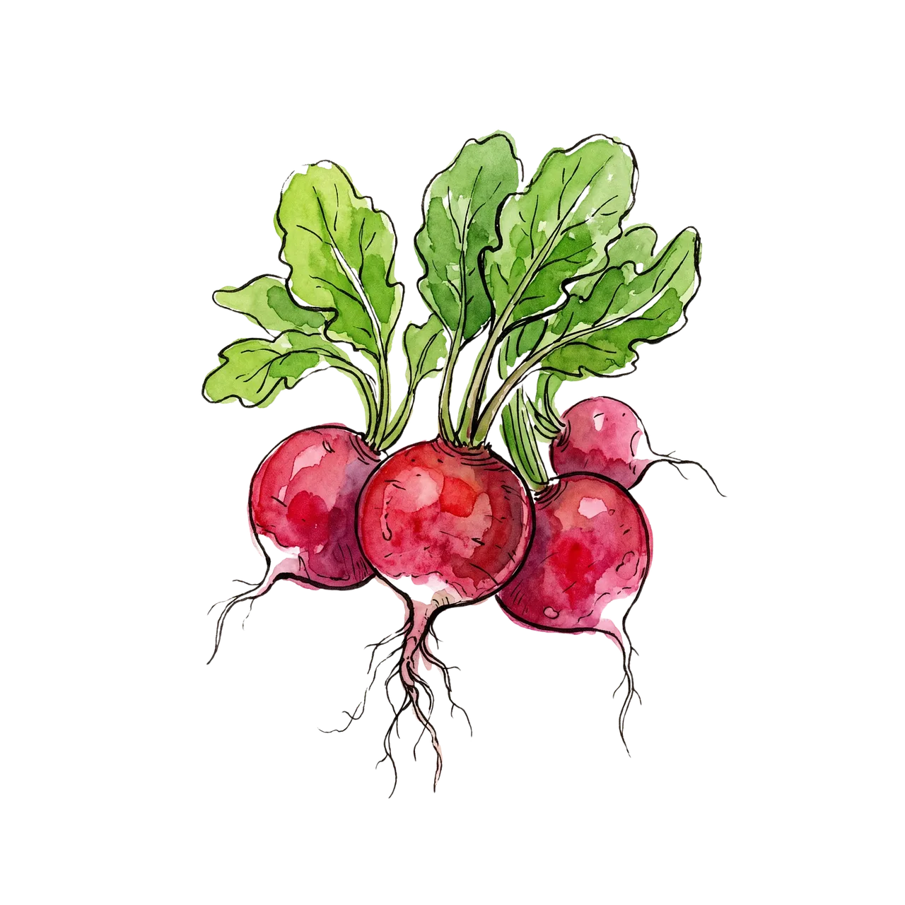 Vibrant Watercolor Radishes: Fresh Botanical Art