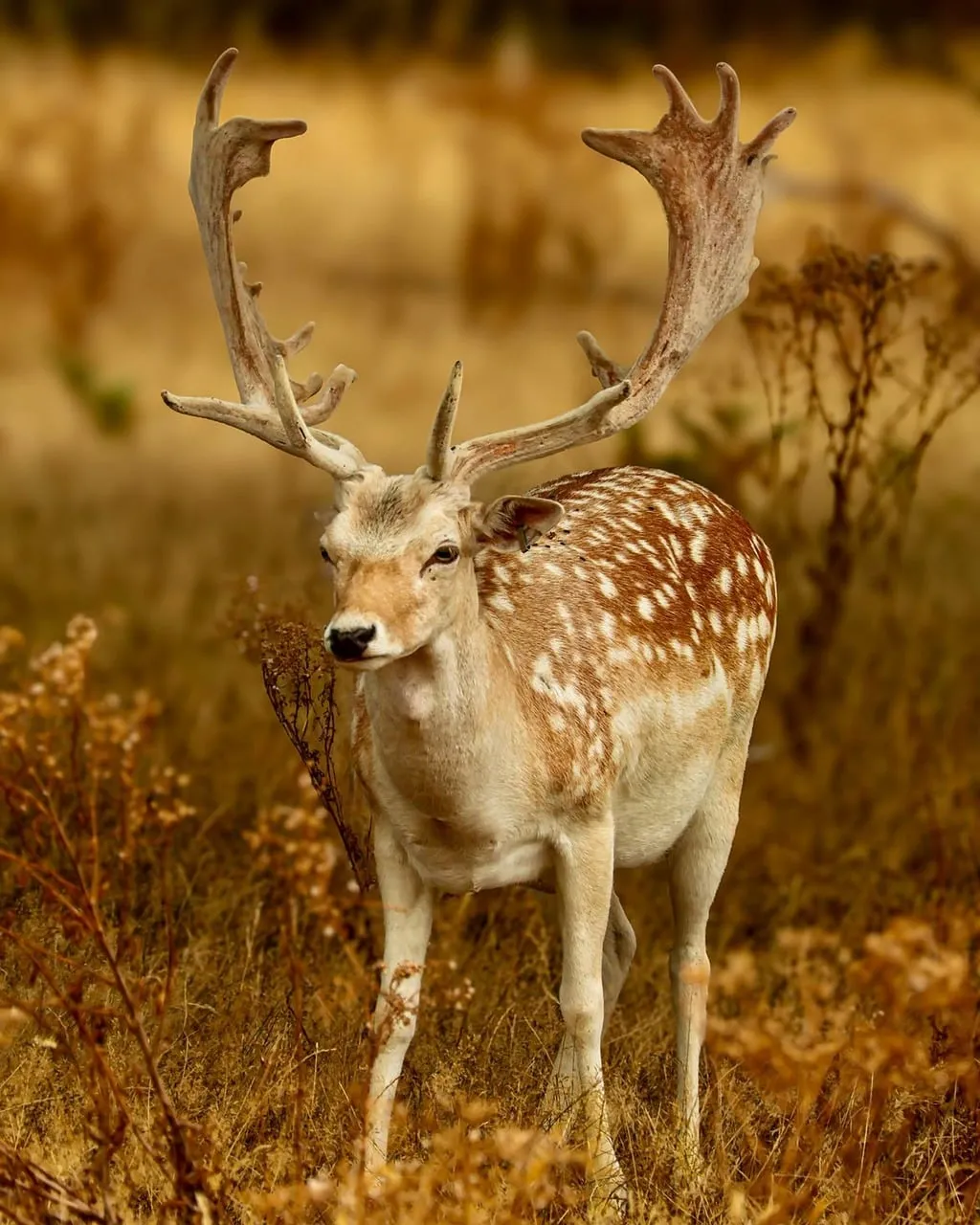 Majestic Fallow Deer: A Portrait of Autumn Wilderness