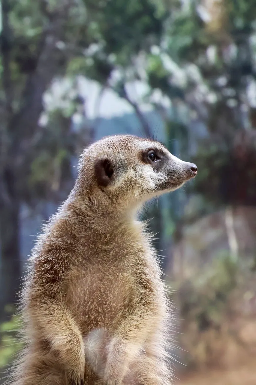 Alert Meerkat: Watchful Wildlife Stance in Nature
